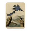Recherche de oiseaux magnets Illustration
