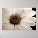 Search for chrysanthemums posters Garden
