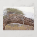 Search for african tree postcards Leopard