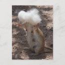 Search for samoyed stuff postcards Animal