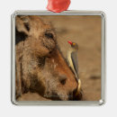 Search for feathers ornaments Wildlife