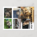 Recherche de stries cartes postales Mignon