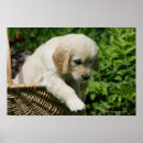 Search for golden retriever posters Puppies
