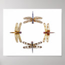 Search for beautiful dragonfly art Nature