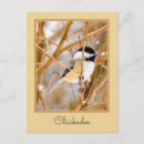 Search for capped postcards Bird