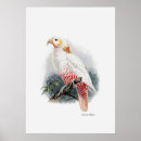 Search for vintage parrot art Nature