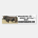 Recherche de taureau voiture autocollants Bétail