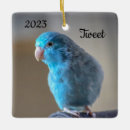 Search for parrotlet Green