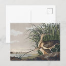 Search for john audubon postcards Birds of america