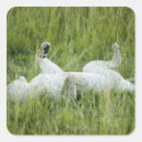 Search for tall grass stickers Outdoors