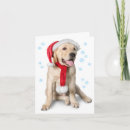 Recherche de yellow lab christmas cards Noël