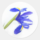 Search for iris flowers stickers Yellow