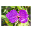 Recherche de beau pourpre posters Botanique