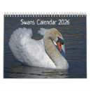 Search for swans swan calendars Waterfowl