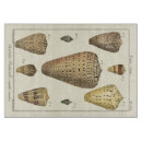 Recherche de coquille planches à découper Océan
