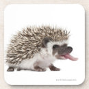 Search for spike coasters Nature