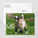 Search for pygmy goat postcards Animal