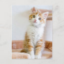 Recherche de adoption de chat cartes postales Animal de compagnie