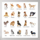 Search for dog breed posters Paw