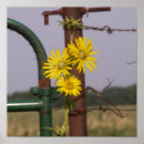 Search for common posters Picture