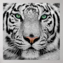 Search for white tiger art Home