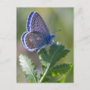 Search for moths postcards Leaf