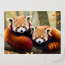 Recherche de red panda cartes postales Nature