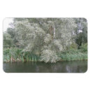 Search for white blossoms magnets Branches