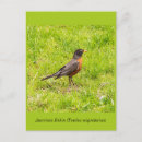 Search for robins vertical postcards Nature