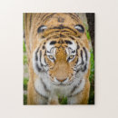 Search for tiger face puzzles Big cat