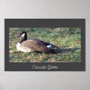 Recherche de canada goose posters Oie canadienne