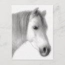 Recherche de cheval arabe cartes postales Étalon