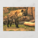 Recherche de hyena cartes postales Pour tous