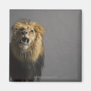 Search for lion portrait magnets Animal body part