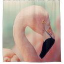 Search for flamingo photography Animals