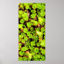 Search for green flowers posters Succulents