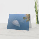 Search for manatees cards Sea cow