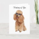 Recherche de caniche blanc vœux cartes Chiot