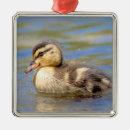 Search for duckling ornaments Wildlife
