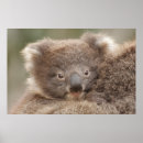 Recherche de koala bébé posters Animaux mignons