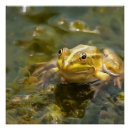 Recherche de grenouilles posters Crapaud