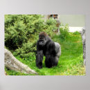 Search for silverbacks posters Primate