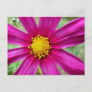 Recherche de fleur de cosmos cartes postales Nature
