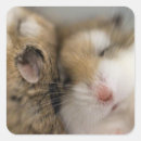 Search for pet hamster stickers Cuddly