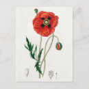 Search for vintage rose illustration postcards Floral