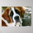 Recherche de bernard posters Animaux