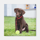 Search for fetch magnets Puppy