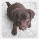 Search for chocolate lab puppy stickers Dog