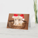 Search for yellow lab christmas cards Baby