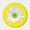 Recherche de daisys magnets Blanc